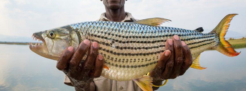 Fishing trip on the Zambezi